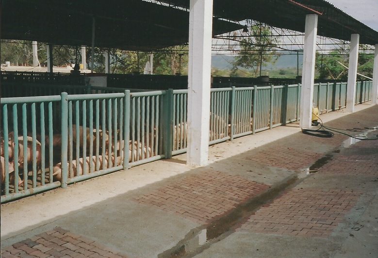 Corrales de porcicultura con barandas metal plástico corral cemento plástico barandillas parideras, porcinas corral, gestación cerdas, parto cerda, lechonera, destete, jaula pre ceba porcinos, corraleja, ceba, engorde cerdos, porqueriza cría de lechones, pisos jaulas comederos, porcicultura jaulas, corrales, parideras, porcinas corral, gestación cerdas,balaustradas cerramientos porcicolas corral para porcinos marranos cerdos puercos caprinos como se hace una porcicultura 002.jpg 01234567890 Corrales de porcicultura con barandas metal plástico corral cemento plástico barandillas balaustradas cerramientos porcicolas corral para porcinos marranos cerdos puercos caprinos como se hace una porcicultura 002.jpg 9876543210 Corrales de porcicultura con barandas metal plástico corral cemento plástico barandillas balaustradas cerramientos porcicolas corral para porcinos marranos cerdos puercos caprinos como se hace una porcicultura 002.jpg